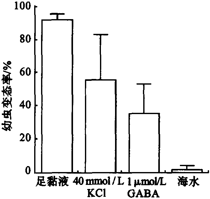 第二节 贝类的浮游幼虫与附着变态